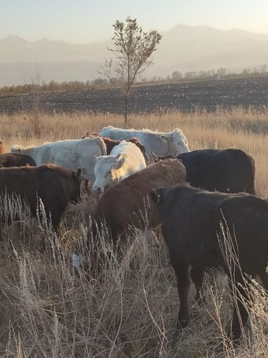 Продам телят. Тургень