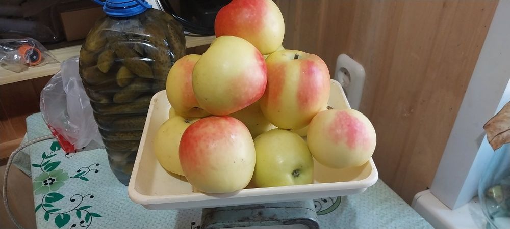 Яблоки сорта Северный Сенап