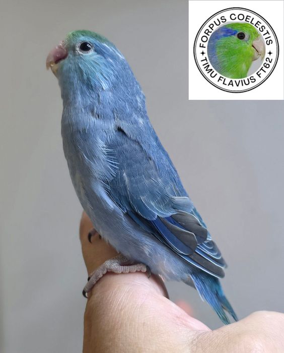 Papagali forpus coelestis