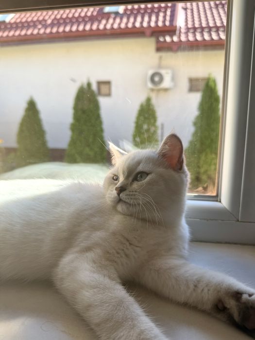 Baietel British Shorthair