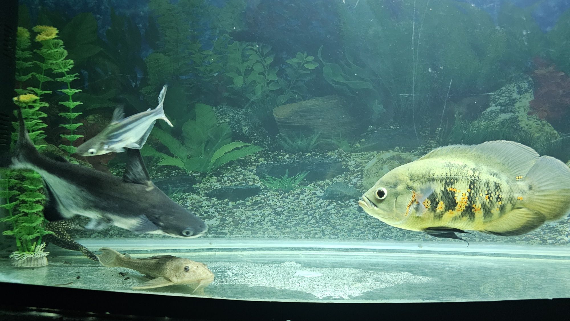Akvarium baliqlari