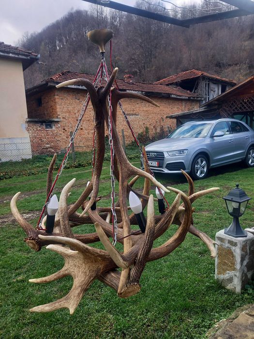 Полилей от еленови рога