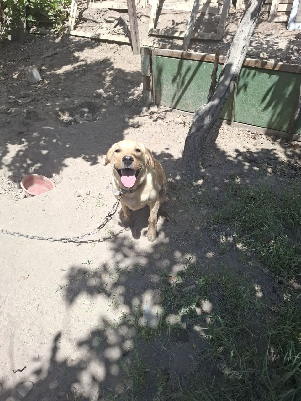 Lablador toza qonli