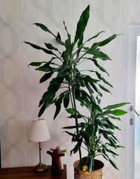 FloraSelf Dracaena Fragrans planta verde vie inaltime 1 metru 60cm

Pl