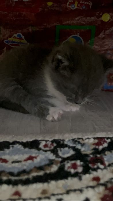 Котенок девочка!!
