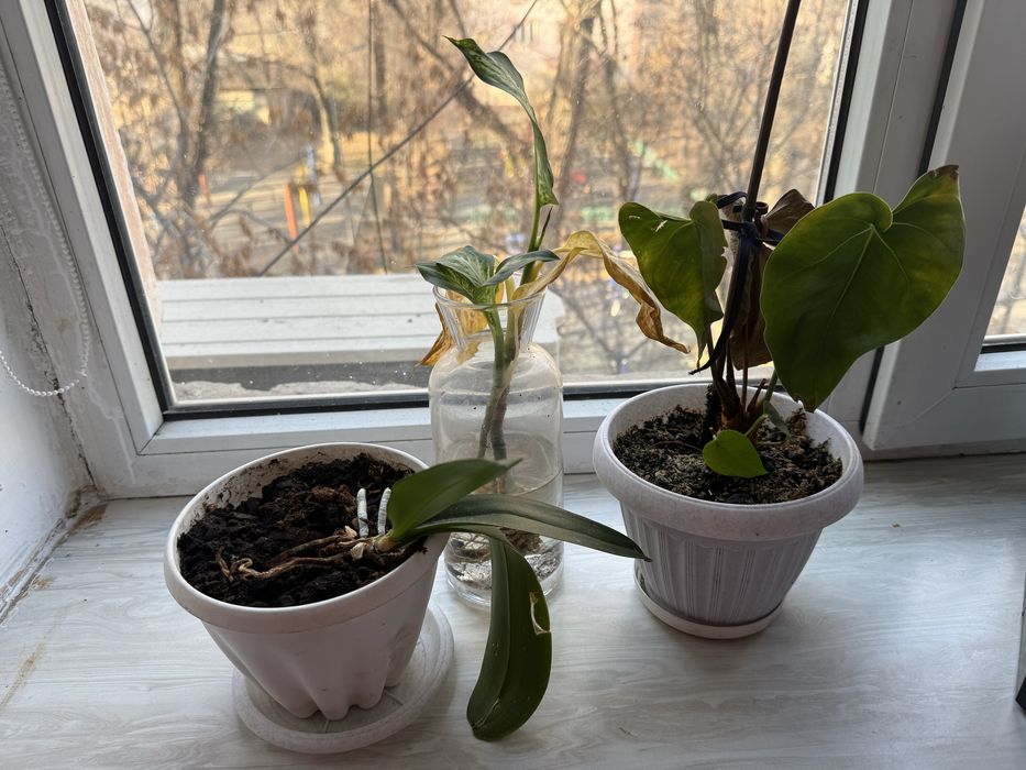 Диффенбахия, антуриум и орхидея