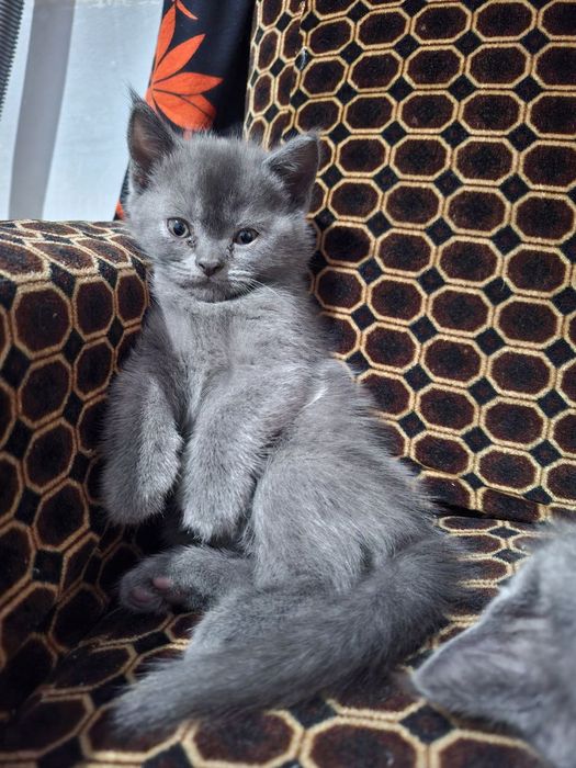 Красивые котята очень