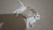 Scottish Fold Kitten