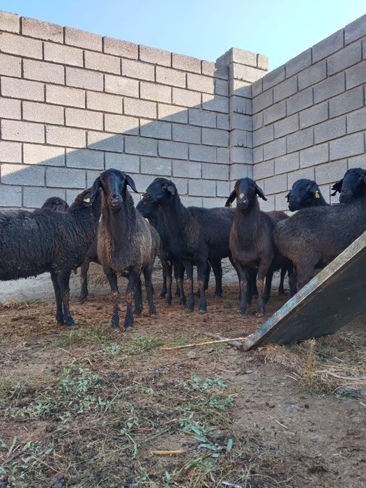 Семиз саулык буаз койлар сатылымда. 13 бас бар. Обмен кара малга.