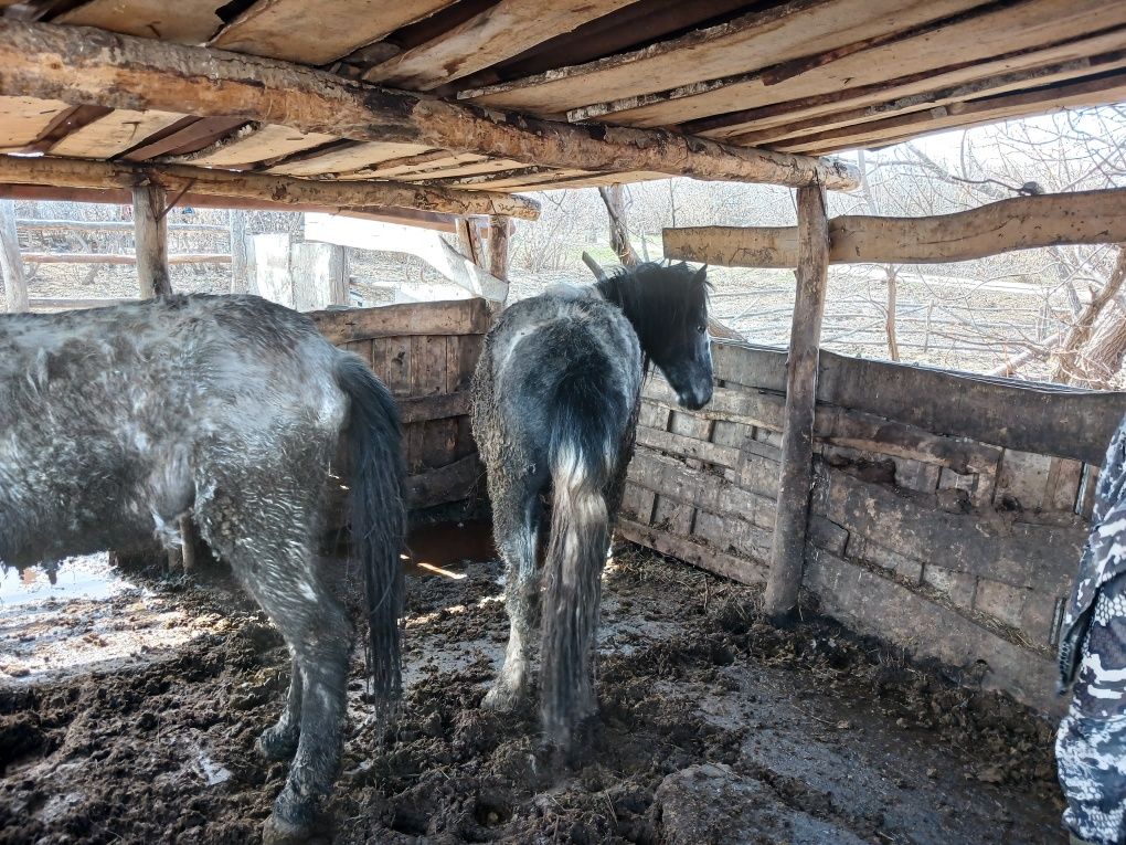 Продам с откорма байтал и тайлар