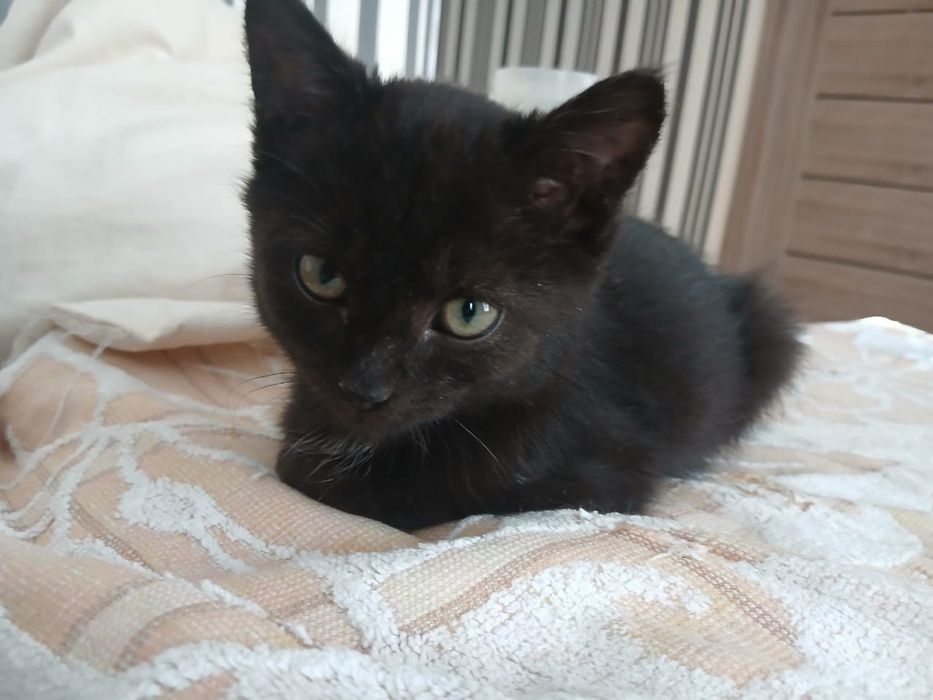 Отдам котенка мальчика