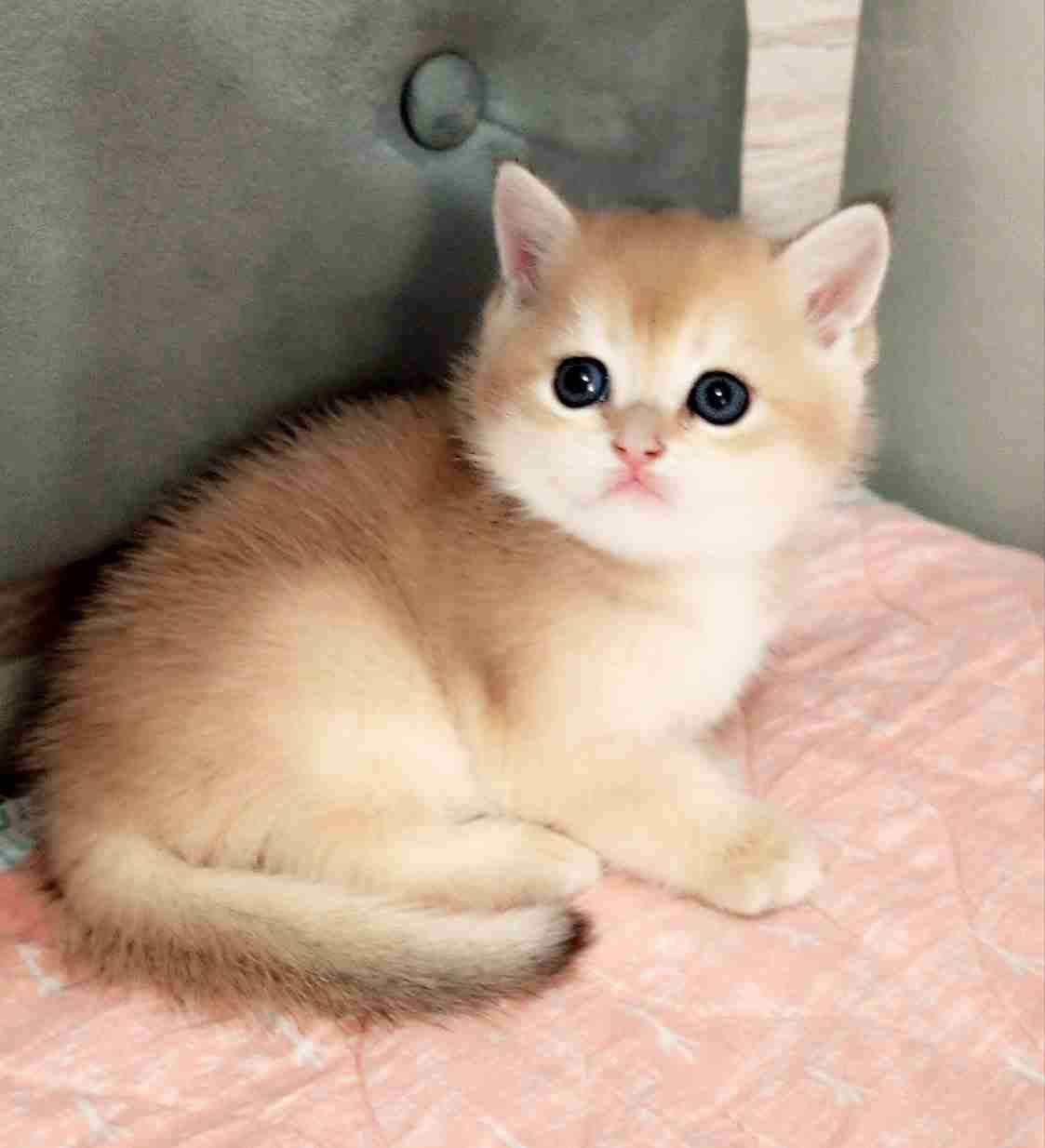 Вязка  кот золотая шиншилла ny12