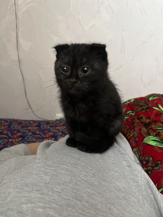 Котик шотладнская вислоухая