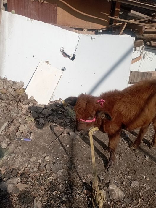 Ona bola sigir sotiladi