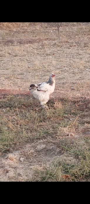 Брама светлый сатылады