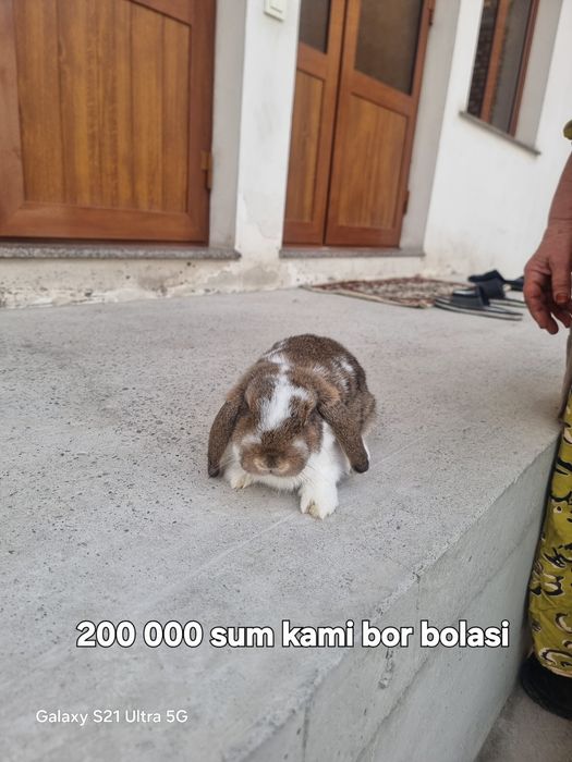 Hammasi parodali