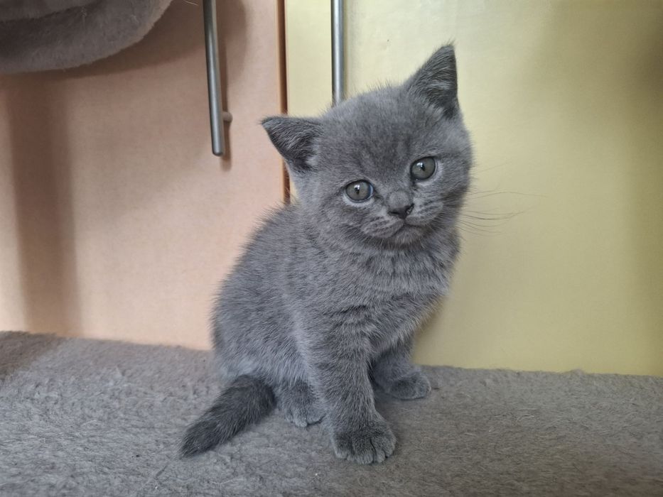 Британски котета