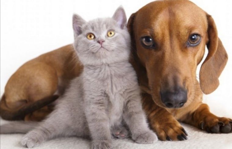 Передержка Собак и Кошек