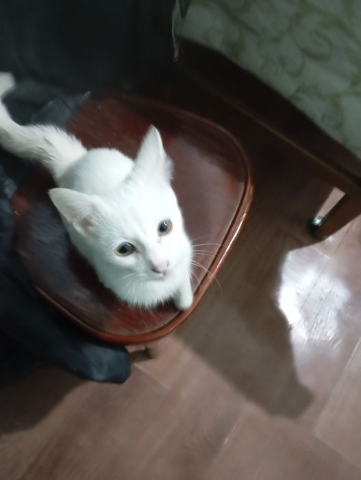 Котик белый отдам в хорошие руки