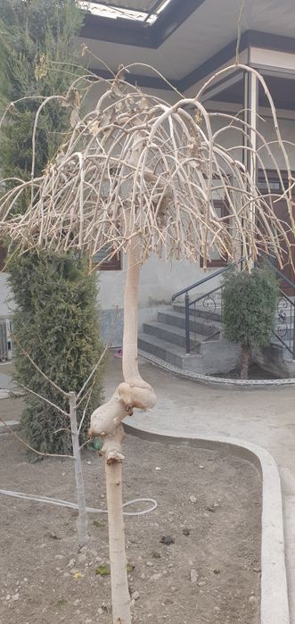 Маржавина Арча бўйи 3-4метр жуда фойдали.Ўзидан хид чиқаради