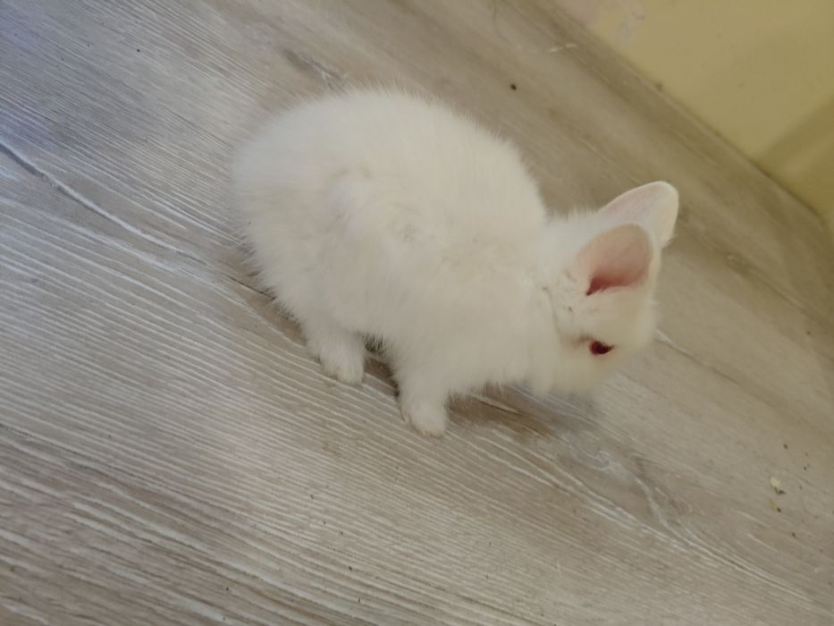 Декоративно зайче Лъвска глава Мини зайче