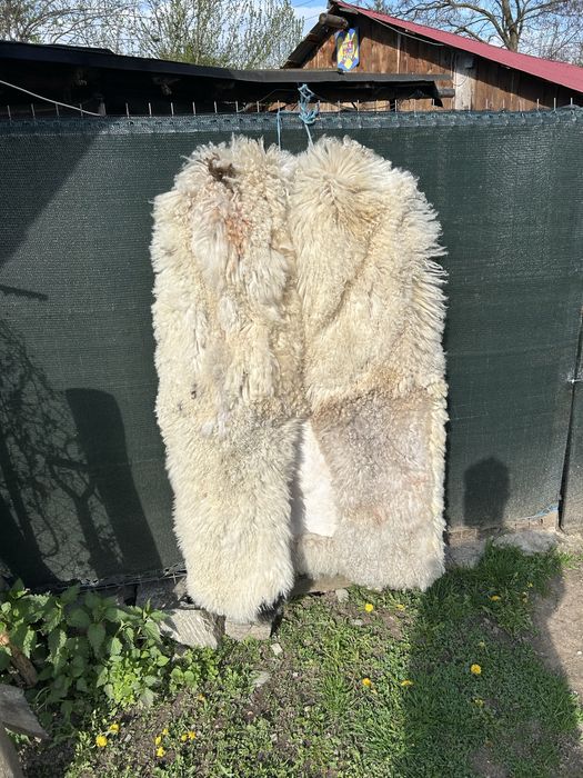 Cojoace ciobanesti