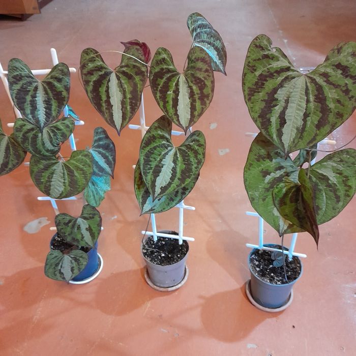 Дискорея разноцветная