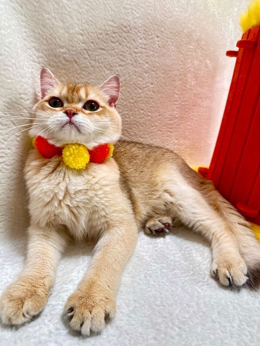 Британский котенок шоколадная золотая шиншилла (by 11) с документами.