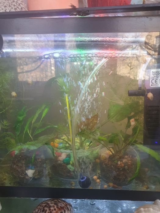 Криптокорина два вида растении для аквариума