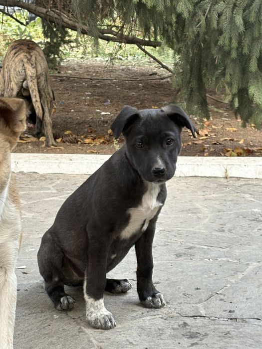 Отдам в хорошие руки