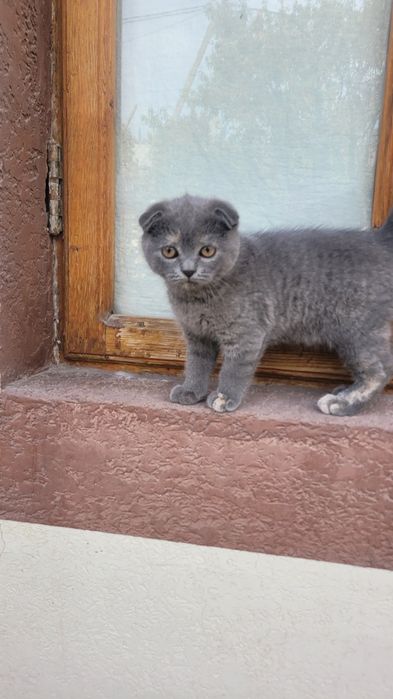 Продаётся. Шотландский скоттиш фолд 3 х месячный девочка