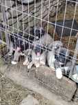 Donez 2 fetite kangal