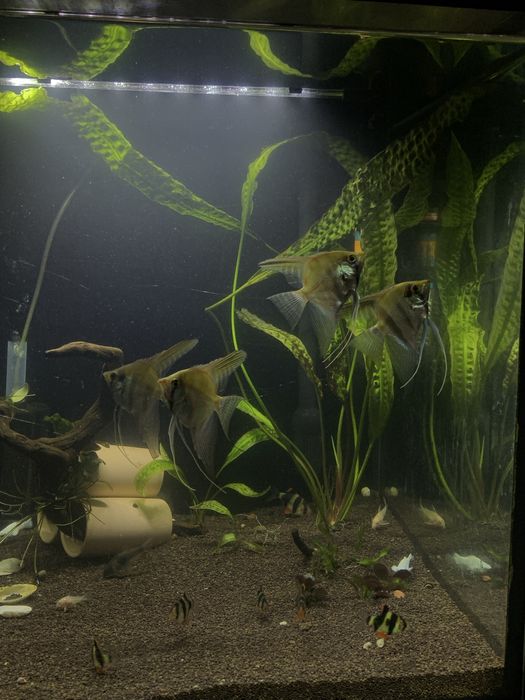 Аквариумный рыбки