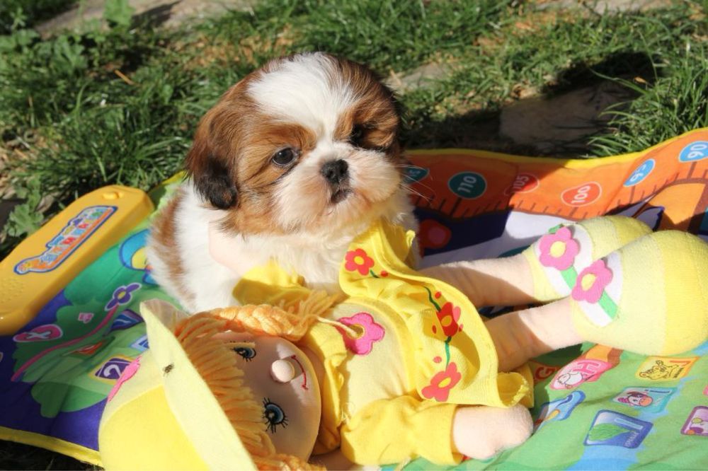 Shih Tzu femela mini toy cu pedigree tip A