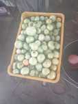 Gogonele de vanzare