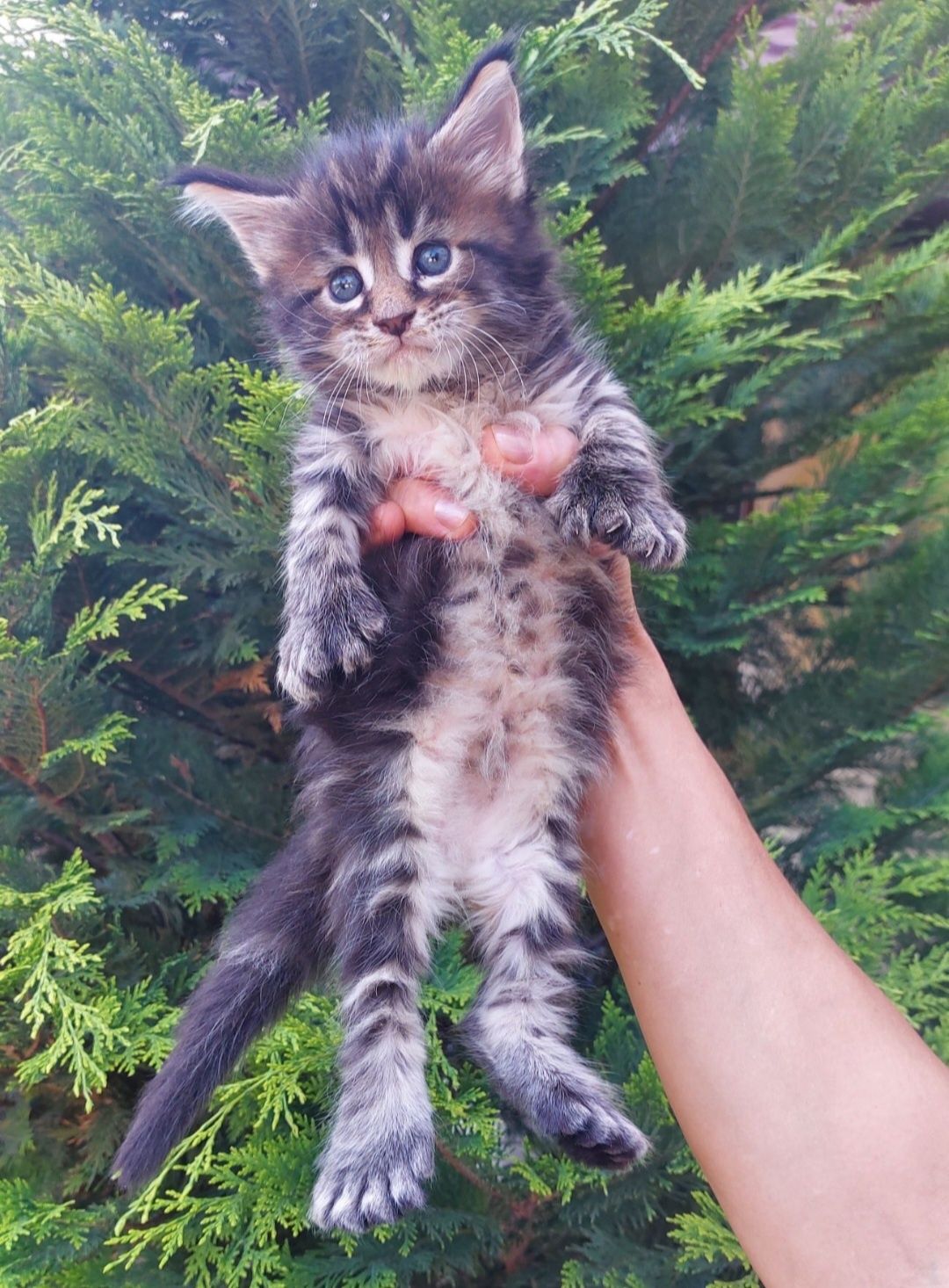 В рассрочку Крутые Котята Мейн-кун