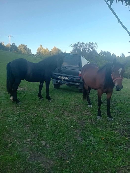 Mânză semigrea de vanzare