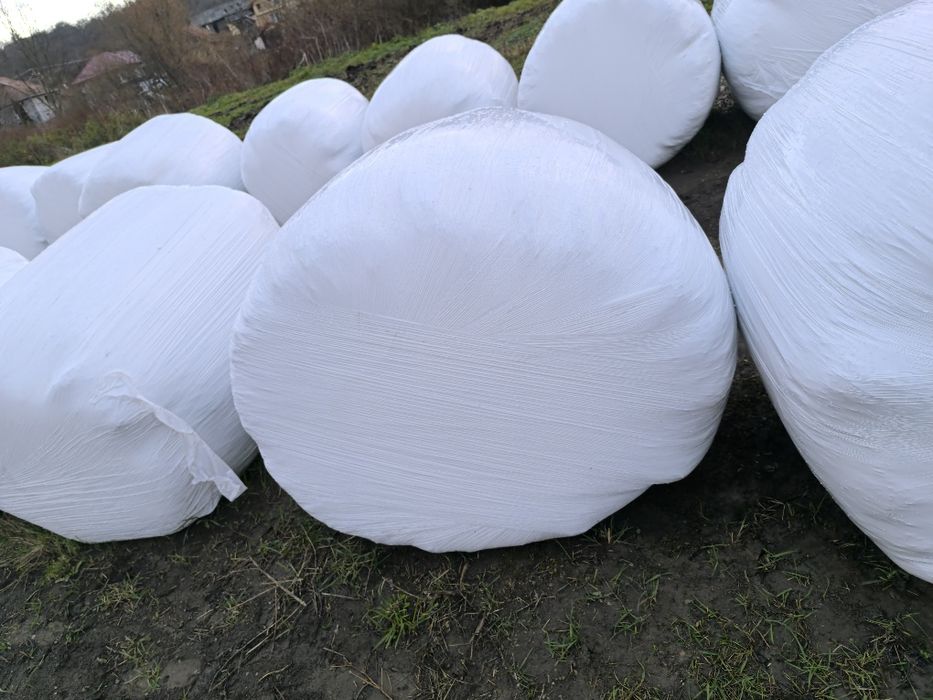 Baloti infoliat lucerna coasa 4