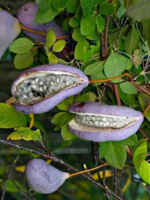 Акебия, Шоколадова лоза / Akebia quinata