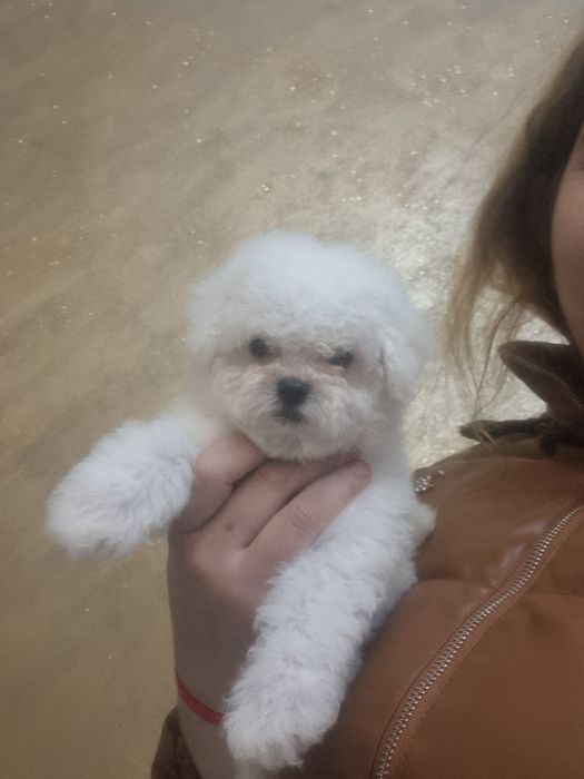 Bichon maltesse miny