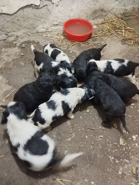 Домашние жывотные