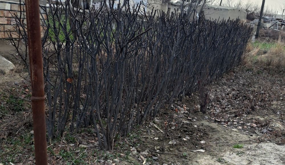 Behi nihollari sotiladi . продаются ростки айвы