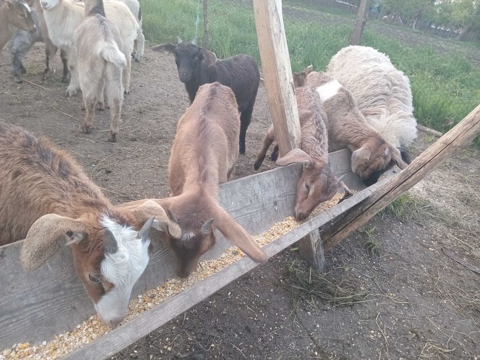 Vând mielute si berbecuți oacesi si brezi dar si iezi