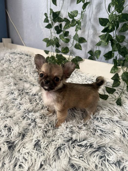 Чихуахуа мъжки и женски