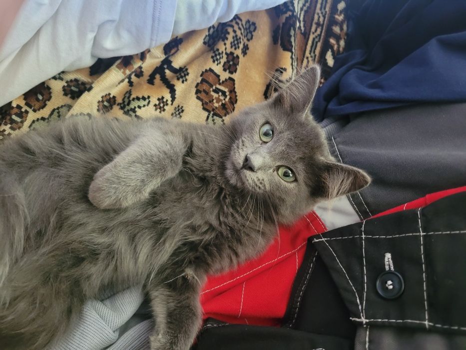 Отдам в хорошие руки