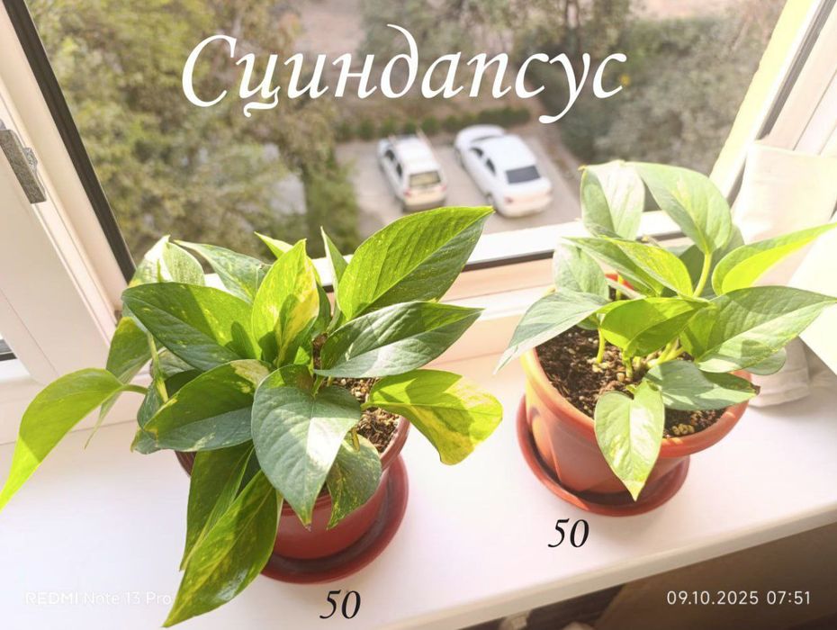 Домашние, комнатные цветы ухоженные ,здоровые