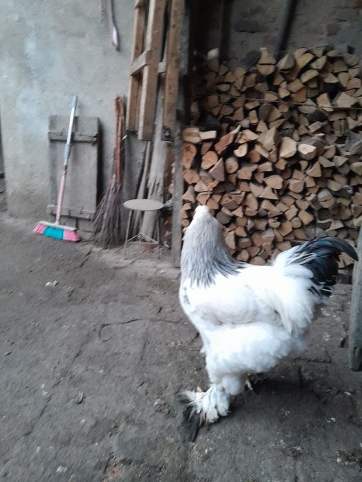 Vând cocosi brahman deschis