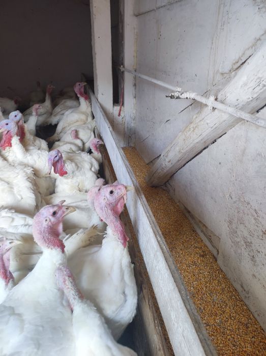 Vând curcani de carne