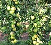 Pomi columnari pt spatii restranse