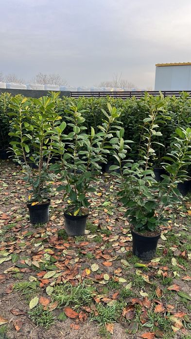 Prunus laurocerasus mesteacăn